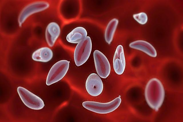 Intellectus Toxoplasma Gondii infectio in feles et canes: symptoms, diagnosis et curatio