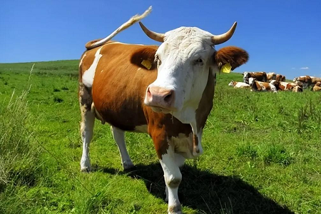 Revolutionizing Bovine Graviditas Deprehensio: Babio scriptor Fluorescen Celeri Test Ornamentum