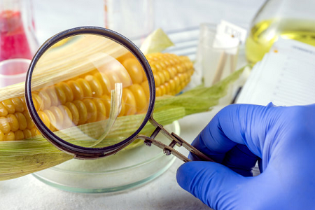 Addressing Zaralalenone contagione in global grano commeatus