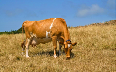 Revolutionizing Bovine Graviditas Deprehensio cum Babio scriptor Fluorescentia celeri Test Ornamentum