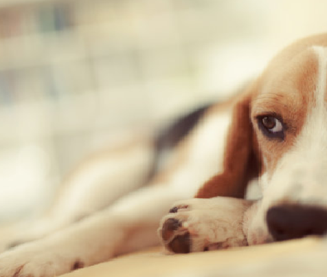 Babio launches Advanced toxo AB Test Ornamentum pro Pet toxoplasmosis Disputatio