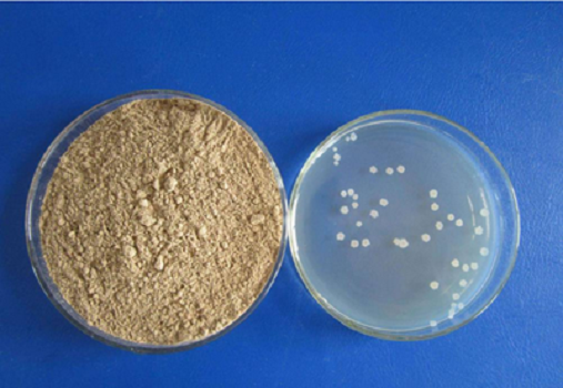 LB Medium (Lenoxiae) Granula by Babio: High Quality Culture Media ad E. Coli Research
