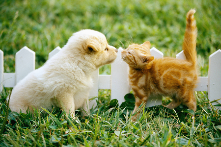 Launches Reliable Toxoplasma Gondii Antigen (Toxo AG) Test ornamentum pro pet salutem