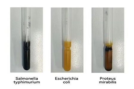 BABIO Launches Maximum euismod Transport Medium (S. Type) pro certo Global Microbial Sample Transfer