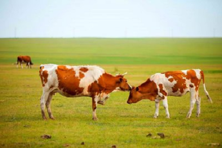 Reliable Early Pregnancy Detection in Cattle with BABIO's Fluorescens Test Kit