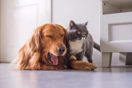 BABIO Expands Veterinarii Celeri Test Portfolio pro Global Pet Healthcare