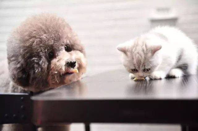 BABIO Launches Global-Promptus Pet Test Kits ut Support Growing Press in Europa, America, Africa, et Southeast Asia