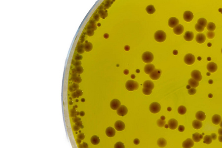 BABIO Mueller-Hinton Broth subsidia certa Antimicrobialis Susceptibilitas Testis