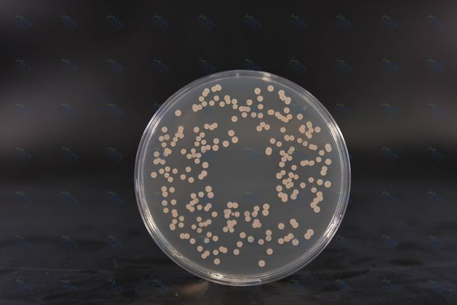 Infusio cordis cerebri Agar: Nutrient-Rich Medium pro Culture Bacterial